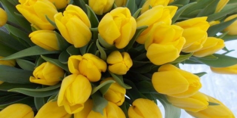 Tulip snažno zlato: fotografija, opis, sadnja i njega